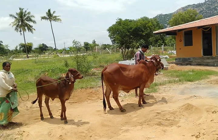 Goshala and Natural Farming